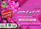برگزاری کارگاه آموزشی گلاب گیری گل محمدی (تئوری + عملی)