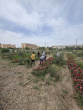 هرس نمودن درختان چهارباغ سما توسط همکاران زحمتکش خوابگاه