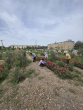 هرس نمودن درختان چهارباغ سما توسط همکاران زحمتکش خوابگاه