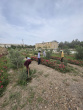 هرس نمودن درختان چهارباغ سما توسط همکاران زحمتکش خوابگاه