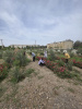 هرس نمودن درختان چهارباغ سما توسط همکاران زحمتکش خوابگاه