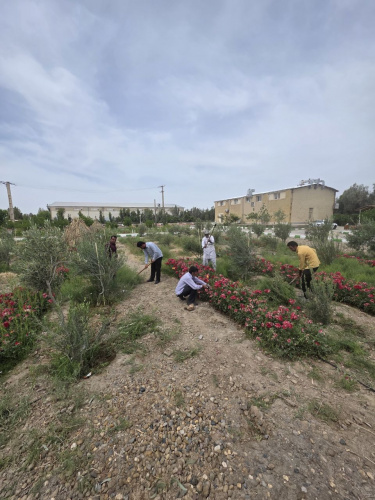 هرس نمودن درختان چهارباغ سما توسط همکاران زحمتکش خوابگاه