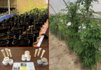 تولید گیاه دارویی مورینگا در مجتمع کشت بافت تجاری دانشگاه زابل